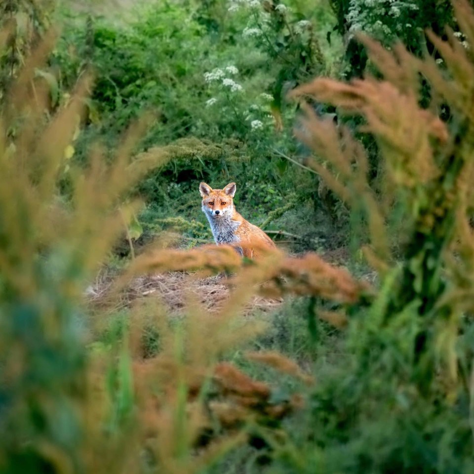 Faire un documentaire animalier devant chez soi 